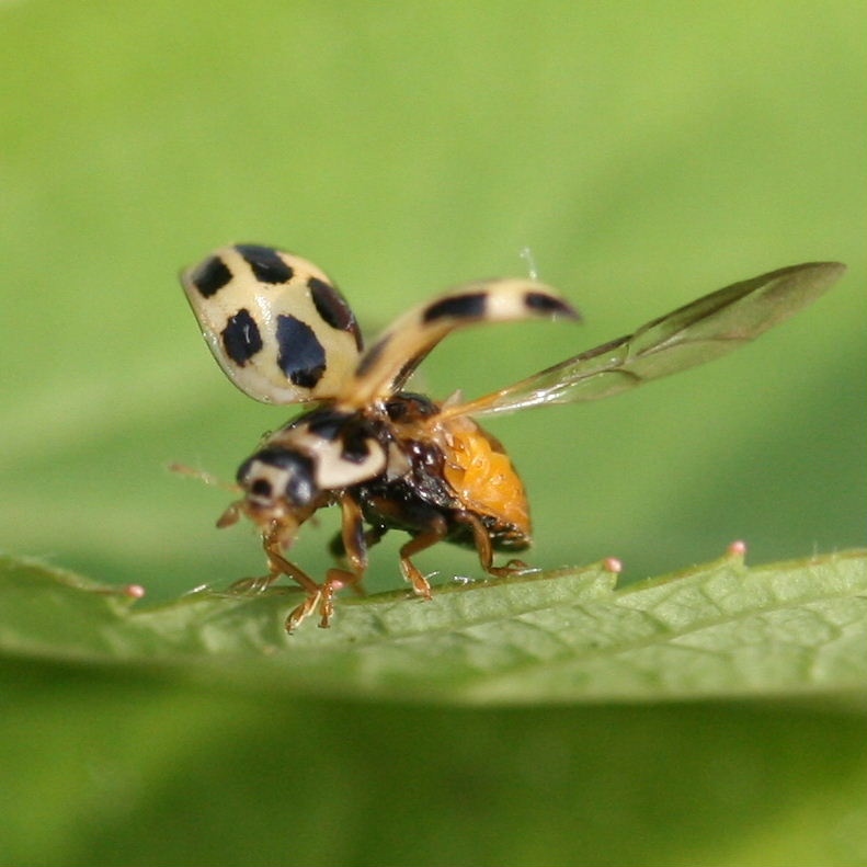Ladybird dancing