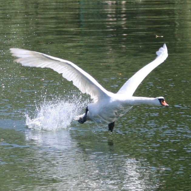 Swan Lake