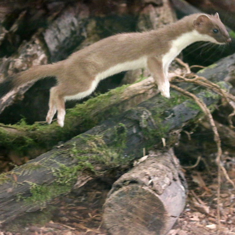 Ermine leaping
