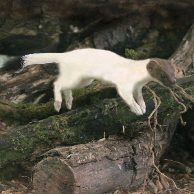 Ermine leaping