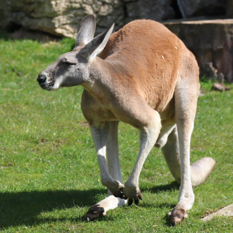 Red Kangaroo