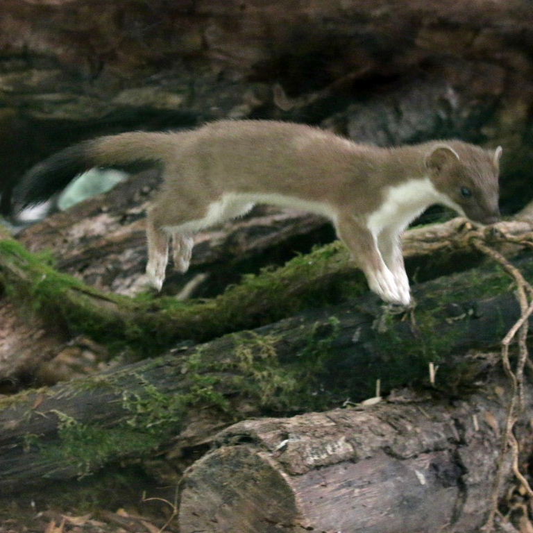 Stoat leaping