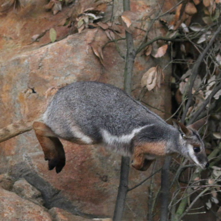 Rock wallaby