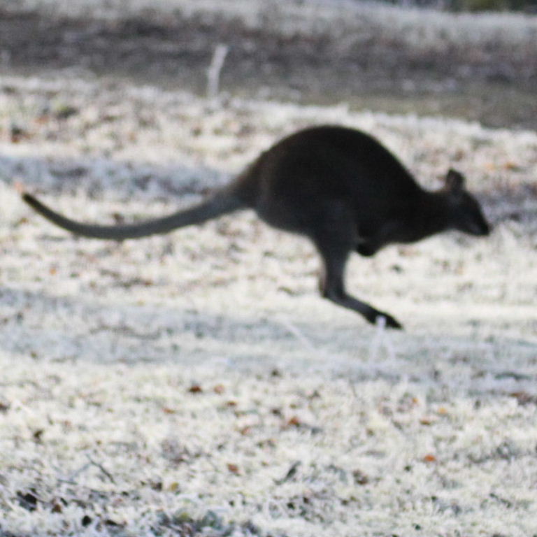 wallaby leaping