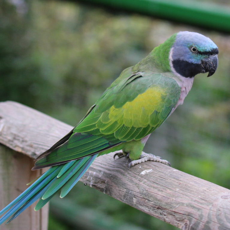 Lord Derby's Parakeet