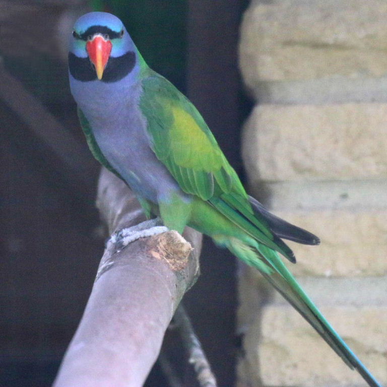 Lord Derby's Parakeet