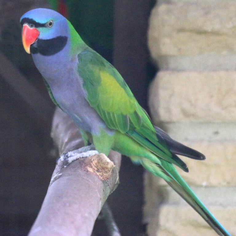 Lord Derby's Parakeet