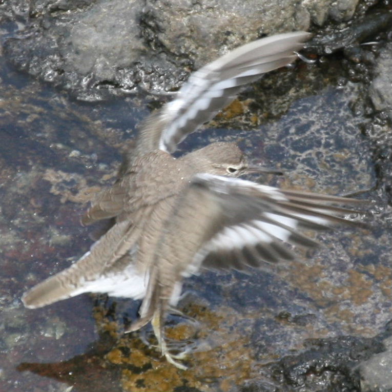 Sandpiper conducting