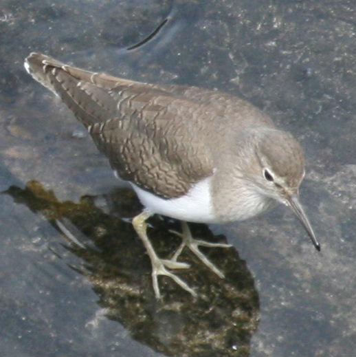 Sandpiper