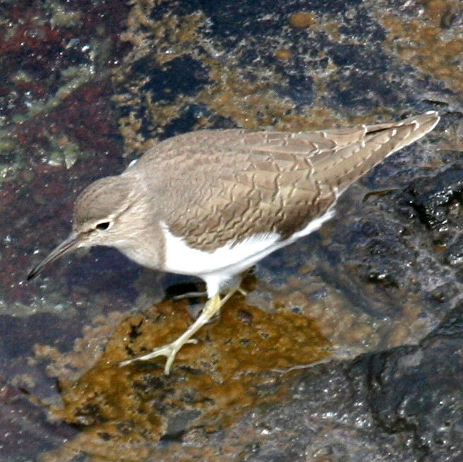 Sandpiper