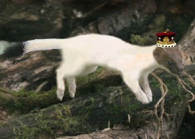 Lord in ermine leaping