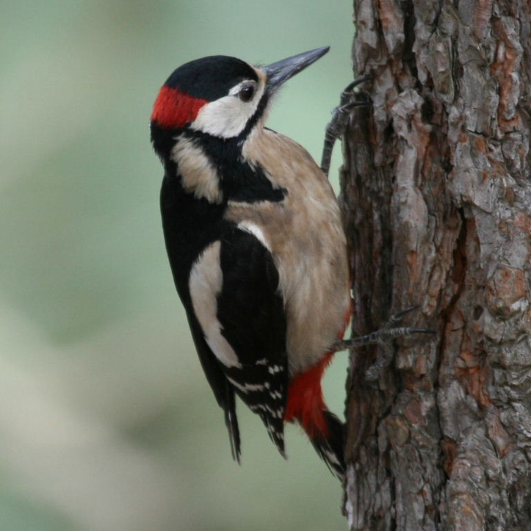 Twelve drummers drumming