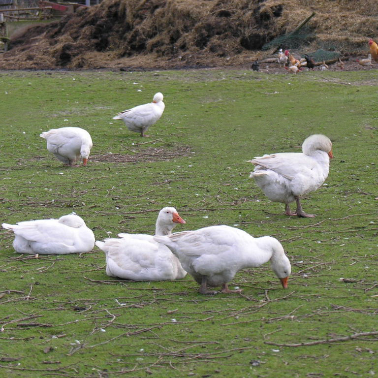 Six geese a-laying
