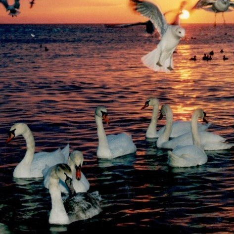Seven swans swimming