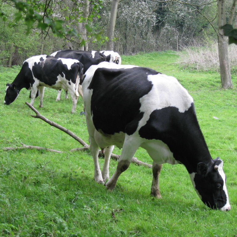 Eight maids a-milking