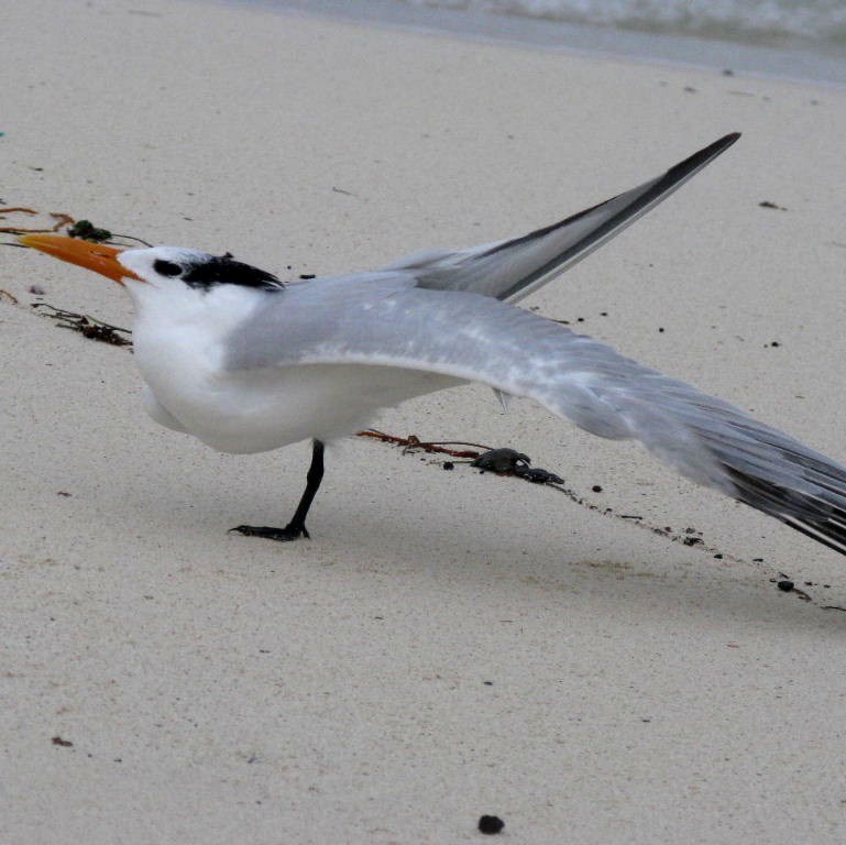 Royal Tern does Royal Ballet