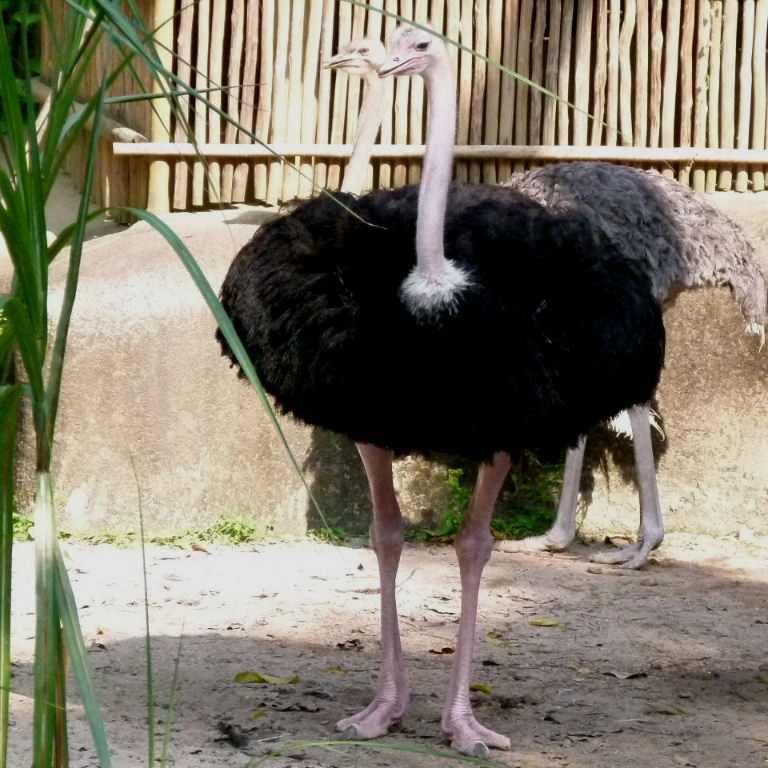 Two-headed Ostrich in tutu