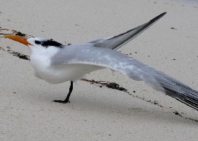 Royal Tern Ballet