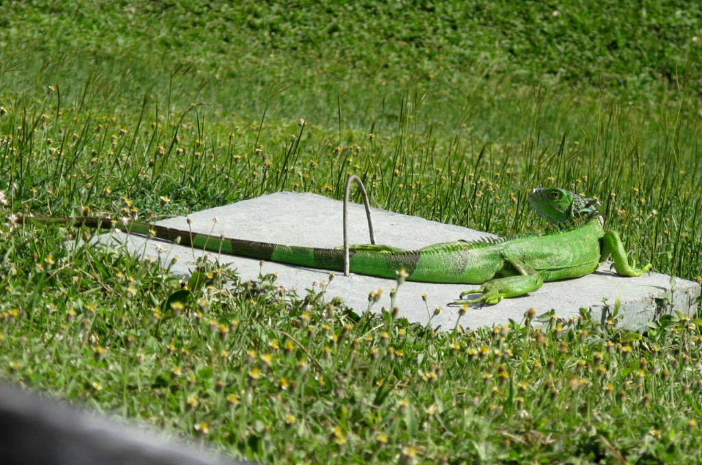 Green iguana plays croquet