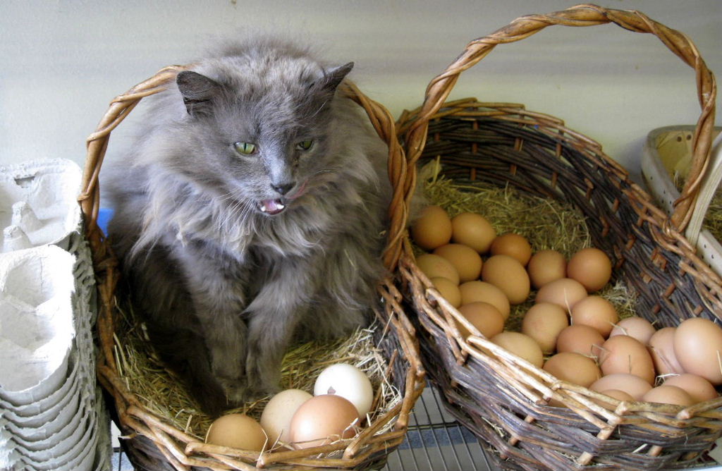 Happy Easter - they might hatch