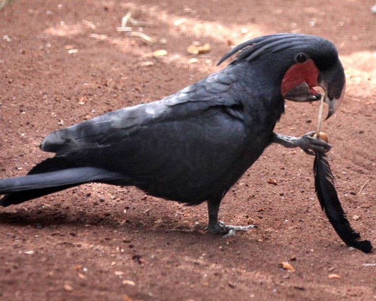 Golf Masters at Augusta - Birdie