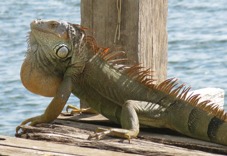 French Lieutennant's Dragon