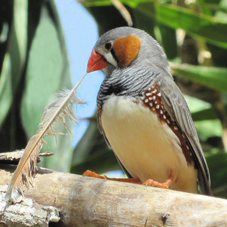 Bird writing like the Bard