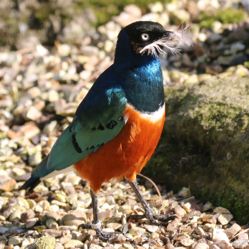Superb Starling with feather