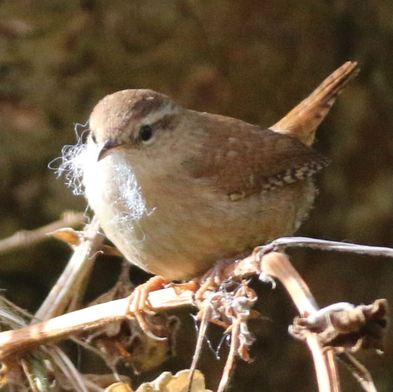 Wren with cotton wool moustache