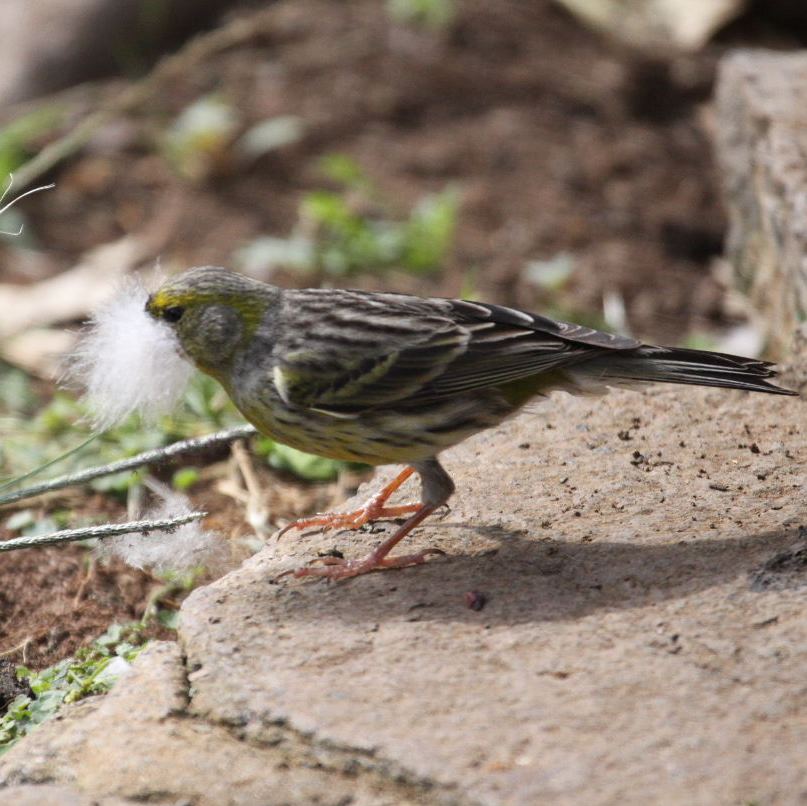 Canary with duck down beard