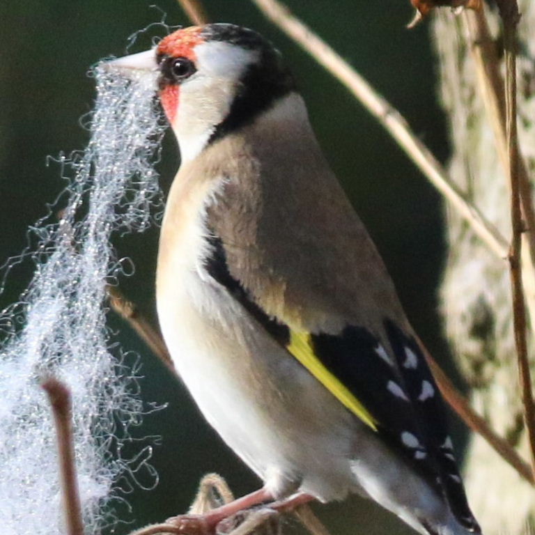 Goldfinch with nesting material