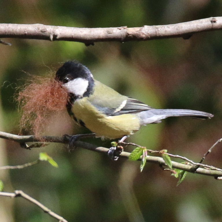 Great tit with red nesting material