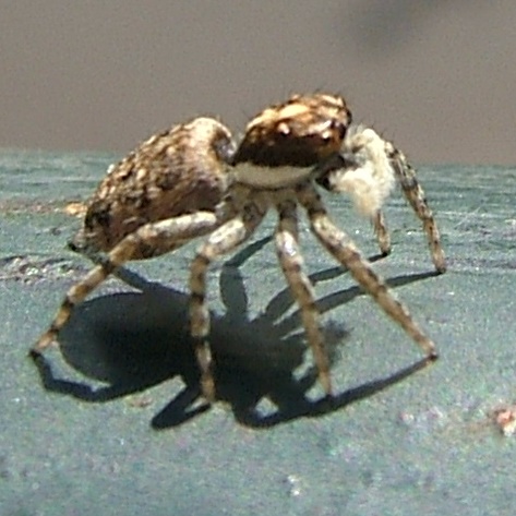 Spider with web of eggs?