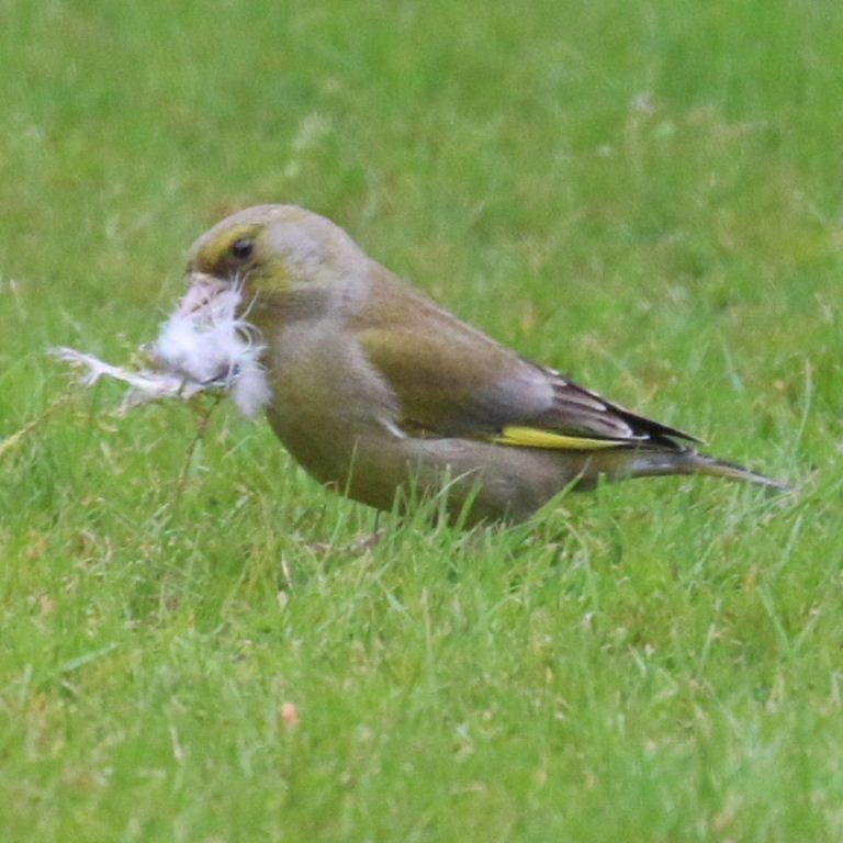 Greenfinch with nesting