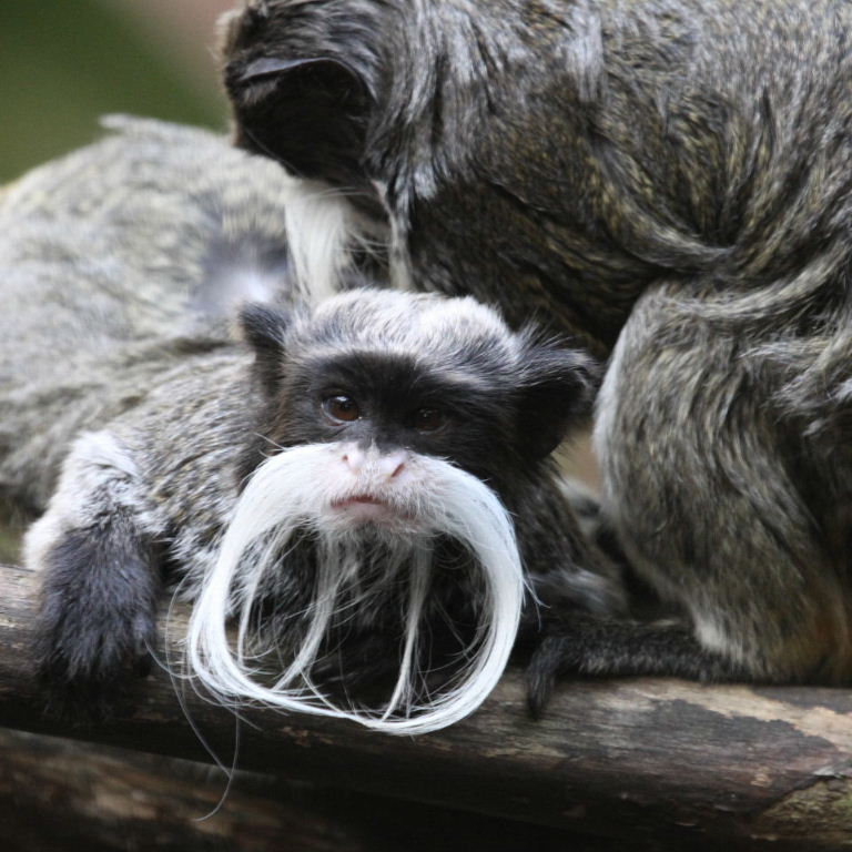 Emperor Tamarin with moustache and beard