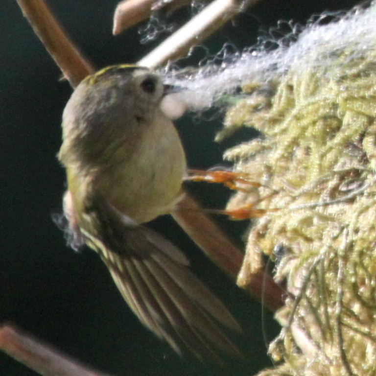 Goldcrest with nesting