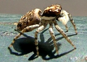 Spider with beard