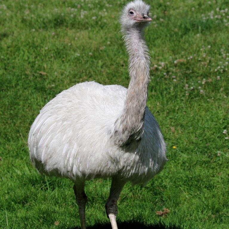 The rhea tutu