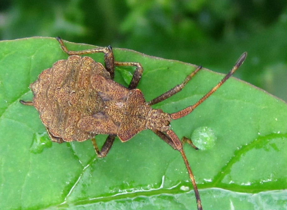 Dockbug playing football