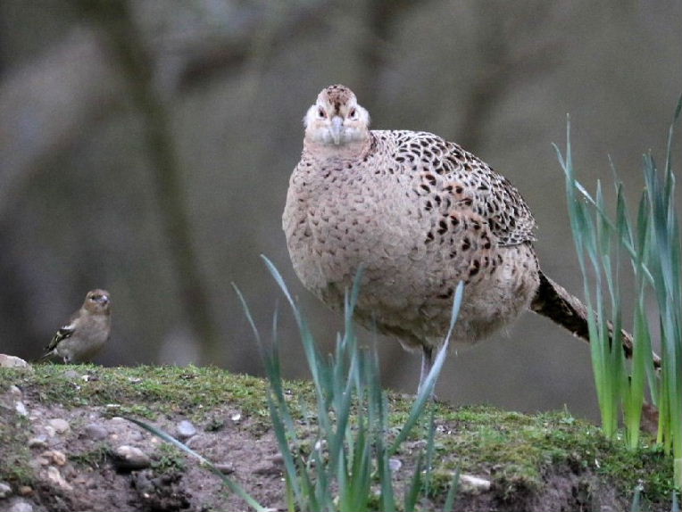 Female pheasant with female chaffinch