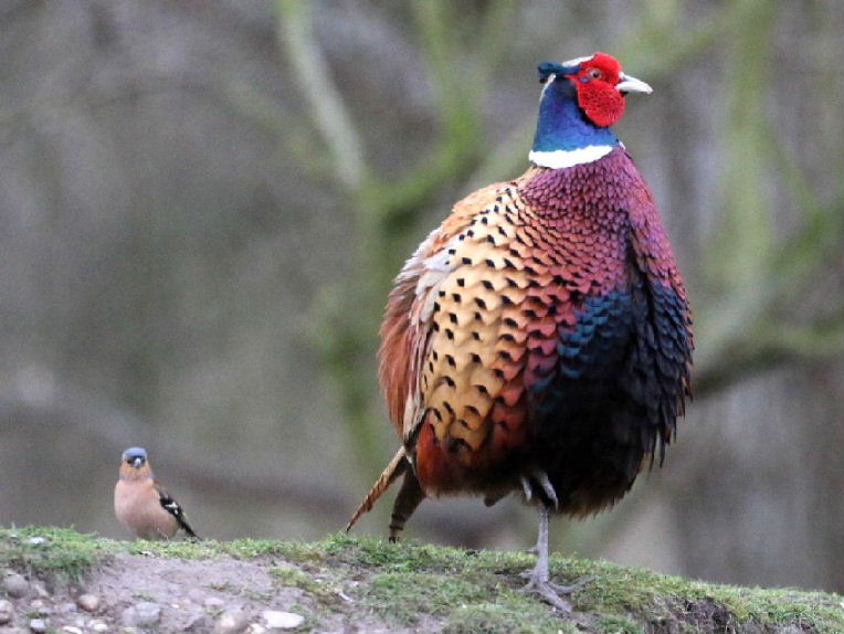 Male pheasant with male chaffinch