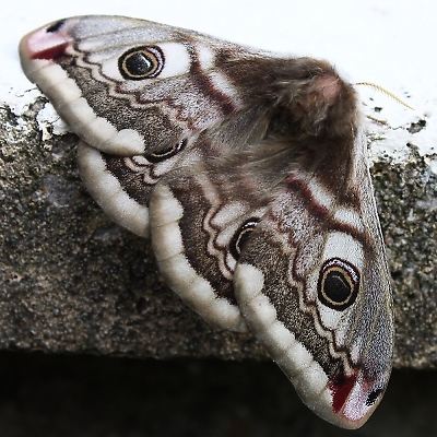 Lying Eyes Emperor Moth