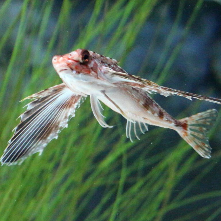 Flying Gunard Lying eyes