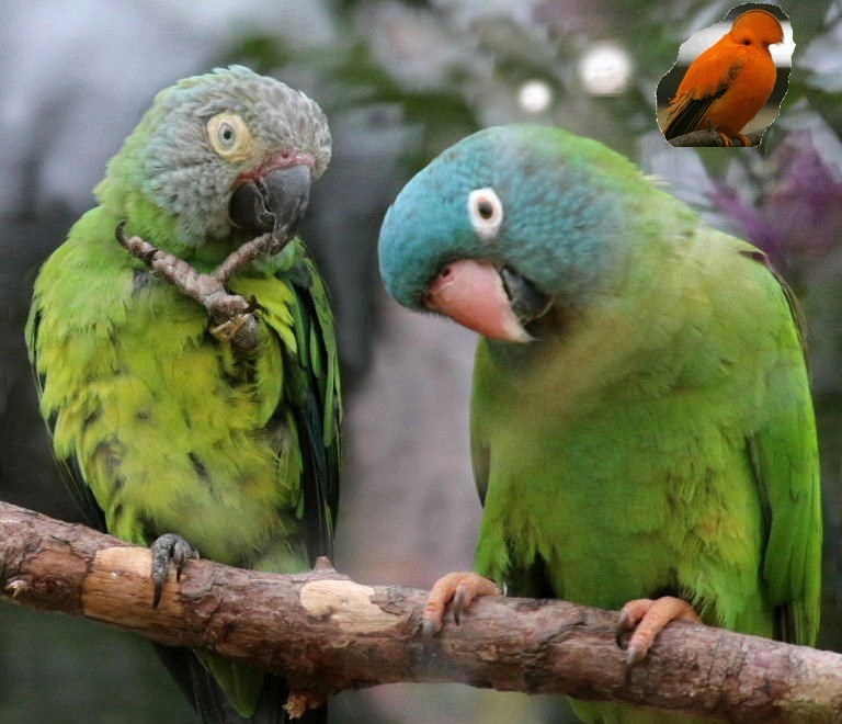 What's orange and sounds like a parrot?