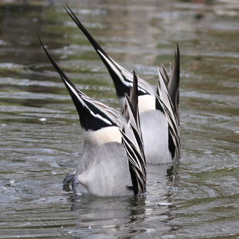 Synchronised Swimming