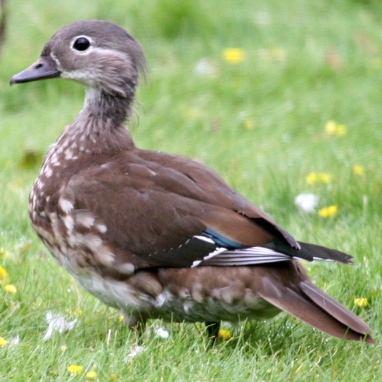 Duck with spectacles