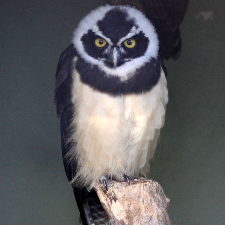 Spectacled Owl