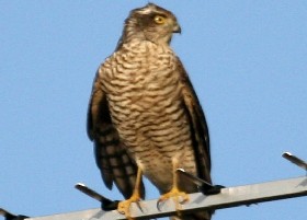 Sparrowhawk on tv aerial