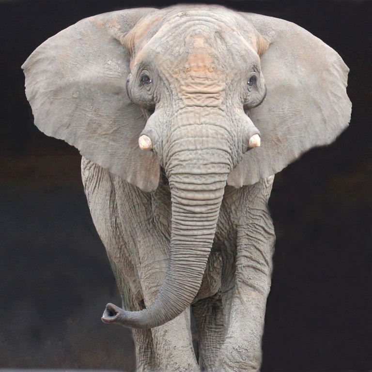 African Elephant Ears