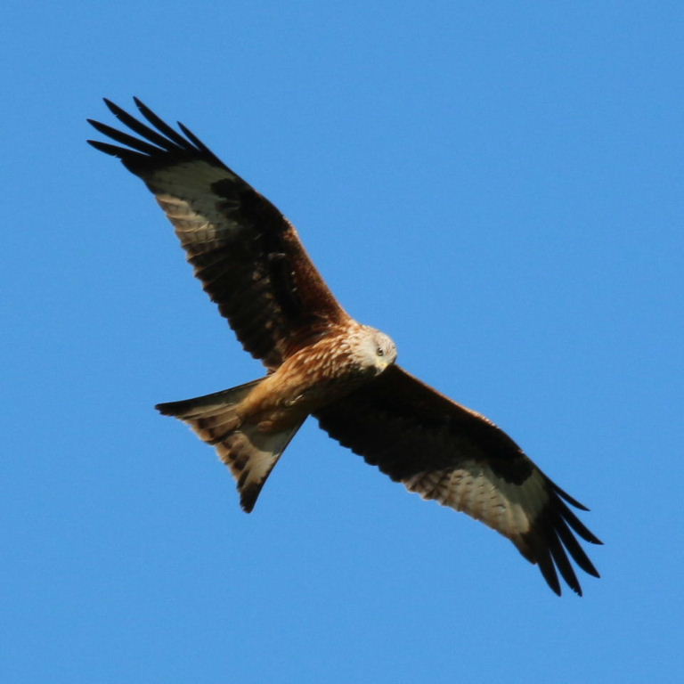 Red Kite